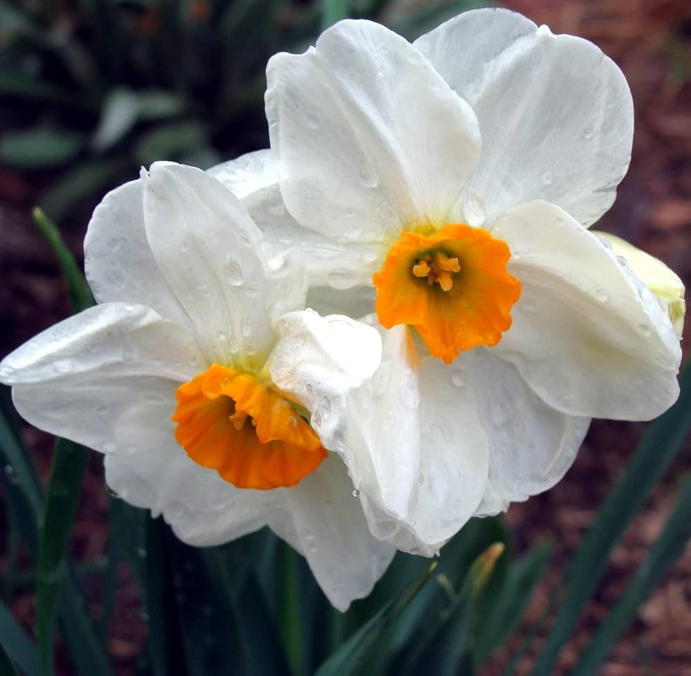 Daffodils Flower Seeds Planting White