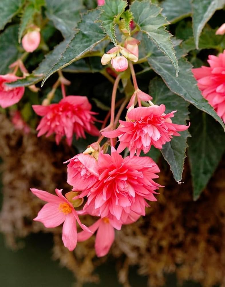 Begonia Boliviensis Flower seeds for Planting Perfect for Borders, Heirloom & GMO Free Seeds for Home Garden seeds for planting