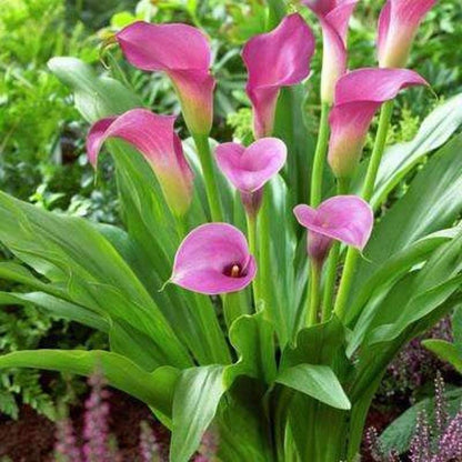 Heirloom Zantedeschia Flower seeds for Planting Colorful Display Heirloom & GMO Free Seeds for Home Garden
