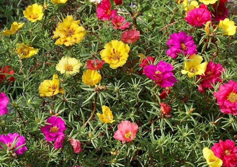 White Pink Moss Rose Flower seeds for Planting Perfect for Borders, Heirloom & GMO Free Seeds for Home Garden Sale vegetable and garden seeds