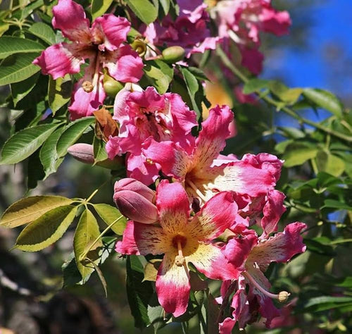 Chorisia Insignis Flower seeds for Planting Premium Quality, Heirloom & GMO Free Seeds for Home Garden seeds for planting