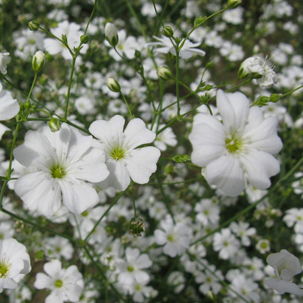 White Gypsophila Snowflake Flower seeds for Planting Cut Flower Favorite, Heirloom & GMO Free Seeds for Home Garden vegetable and garden seeds
