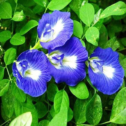 Shell Flower seeds for Planting Premium Quality Heirloom & GMO Free Seeds for Home Garden
