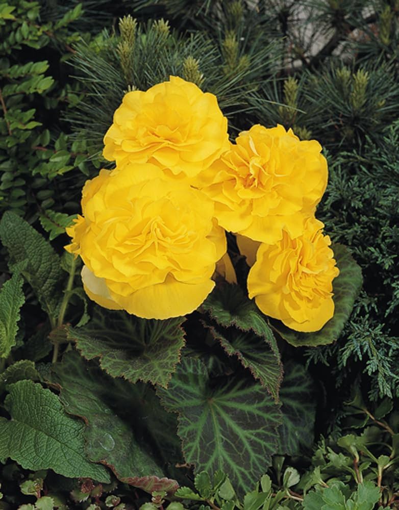 Nuevos Flower seeds for Planting Garden Favorite, Heirloom & GMO Free Seeds for Home Garden vegetable and garden seeds