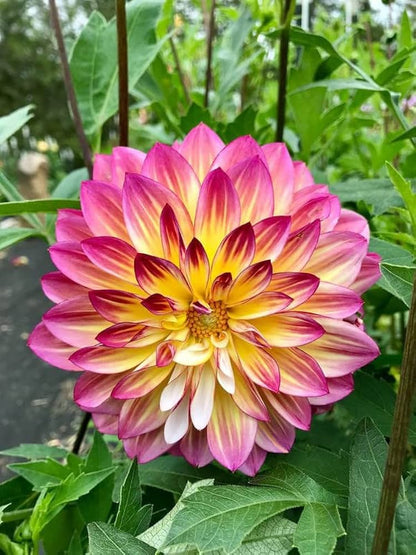 Dahlia Flower seeds for Planting Low Maintenance Heirloom & GMO Free Seeds for Home Garden