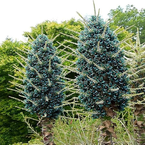 Premium Blue Puya Venusta Flower seeds for Planting Pollinator Friendly, Heirloom & GMO Free Seeds for Home Garden seeds