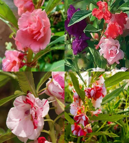 Impatiens Balsamine Flower seeds for Planting Cut Flower Favorite Heirloom & GMO Free Seeds for Home Garden