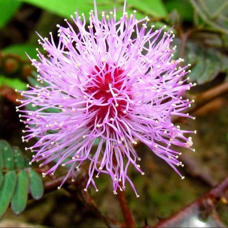 Mimosa Pudica, Touch me not, Lajalu, Sensitive Plant seeds for Planting Cut Flower Favorite, Heirloom & GMO Free Seeds for Home Garden seeds for home gardening
