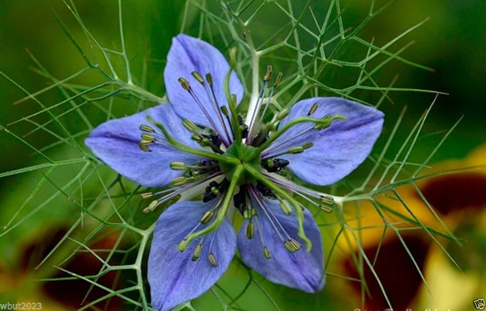 High quality Damascena Flower seeds for Planting Hardy Variety, Heirloom & GMO Free Seeds for Home Garden seeds pack