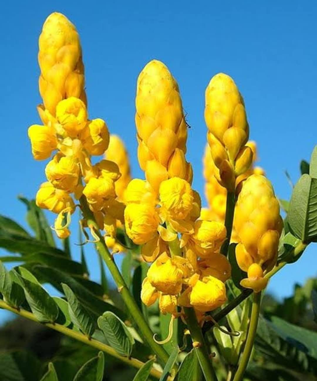 High quality Yellow Cassia Candlestick Flower seeds for Planting Cottage Garden Essential, Heirloom & GMO Free Seeds for Home Garden seeds pack