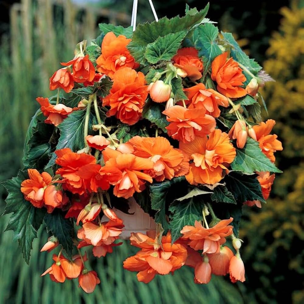 High quality Orange Gloxinia Flower seeds for Planting Long Bloom Season, Heirloom & GMO Free Seeds for Home Garden seeds pack
