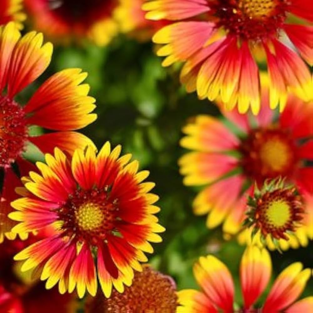 Yellow Red Aristata Flower seeds for Planting Perfect for Borders, Heirloom & GMO Free Seeds for Home Garden vegetable and garden seeds