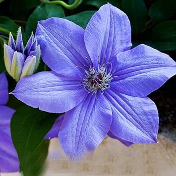 Sky Blue Clematis Hybridas Flower seeds for Planting Garden Favorite, Heirloom & GMO Free Seeds for Home Garden seeds for planting
