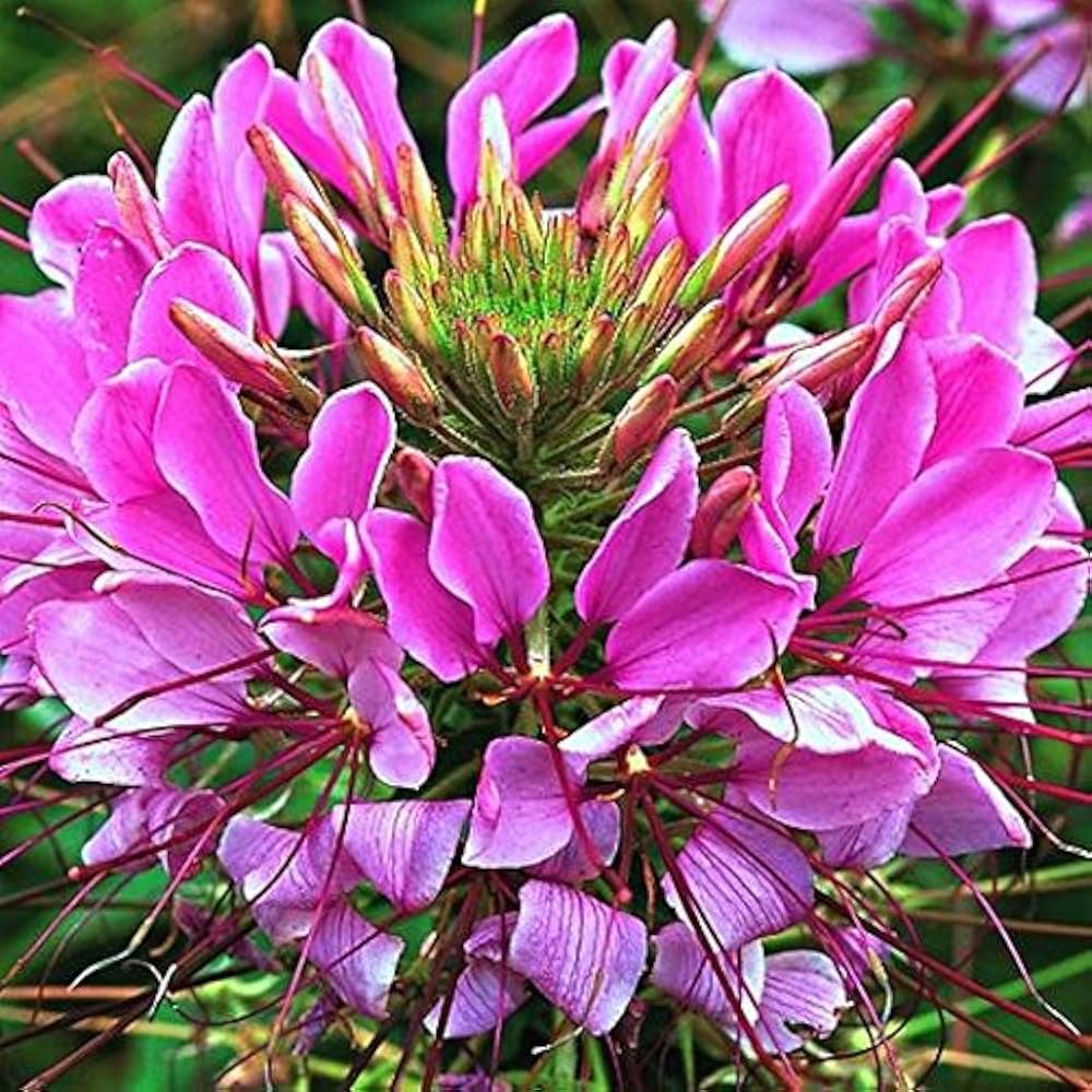 High quality Purple Cleome Seeds Flower seeds for Planting Premium Quality, Heirloom & GMO Free Seeds for Home Garden seeds pack