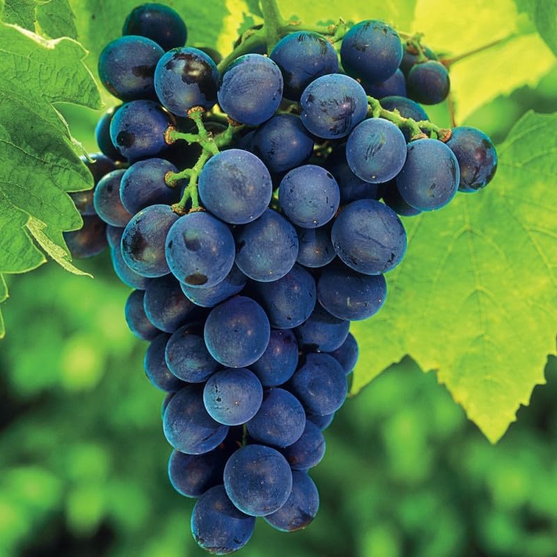 Cabernet Sauvignon Grape Seeds for Easy Planting - Evergrowseeds