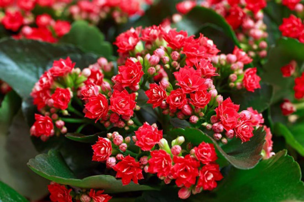 Premium Multi Color Kalanchoe Flower seeds for Planting Bright Blooms, Heirloom & GMO Free Seeds for Home Garden seeds