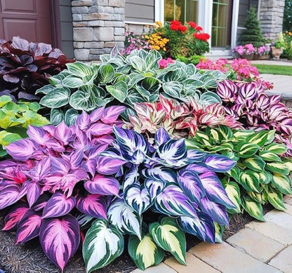 Hosta Jardin Flower seeds for Planting - Fragrant Blossoms, Heirloom & GMO Free Seeds for Home Garden
