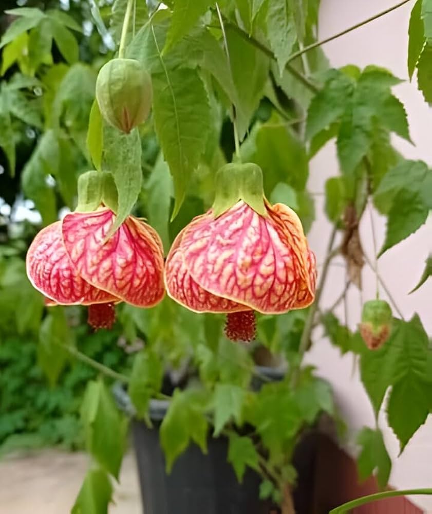 Yellow Red Abutilon Flower seeds for Planting Low Maintenance, Heirloom & GMO Free Seeds for Home Garden vegetable and garden seeds