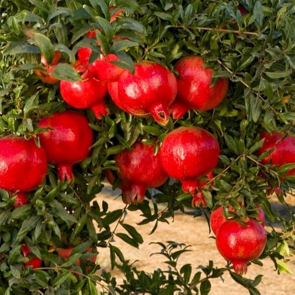 Bonsai Pomegranate Fruit Seeds for Planting Mini Trees - Evergrowseeds
