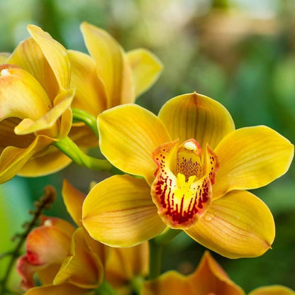 Yellow Orchid Formaldehyde Flower seeds for Planting - Low Maintenance, Heirloom & GMO Free Seeds for Home Garden