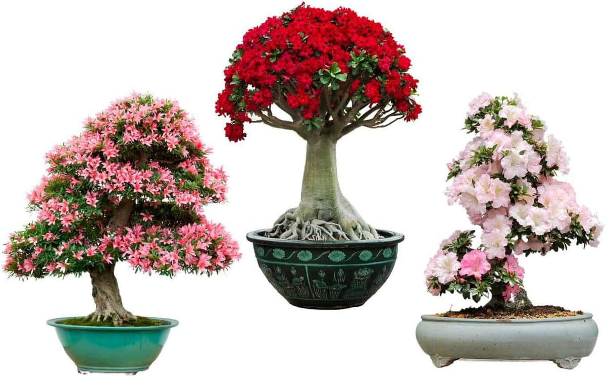 Simsii Bonsai Planting Seeds Mixed For Miniature