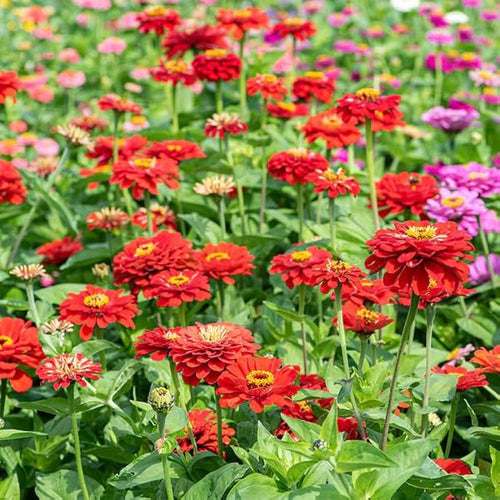 Premium Burgundy Zinnia Flower seeds for Planting Cut Flower Favorite, Heirloom & GMO Free Seeds for Home Garden seeds