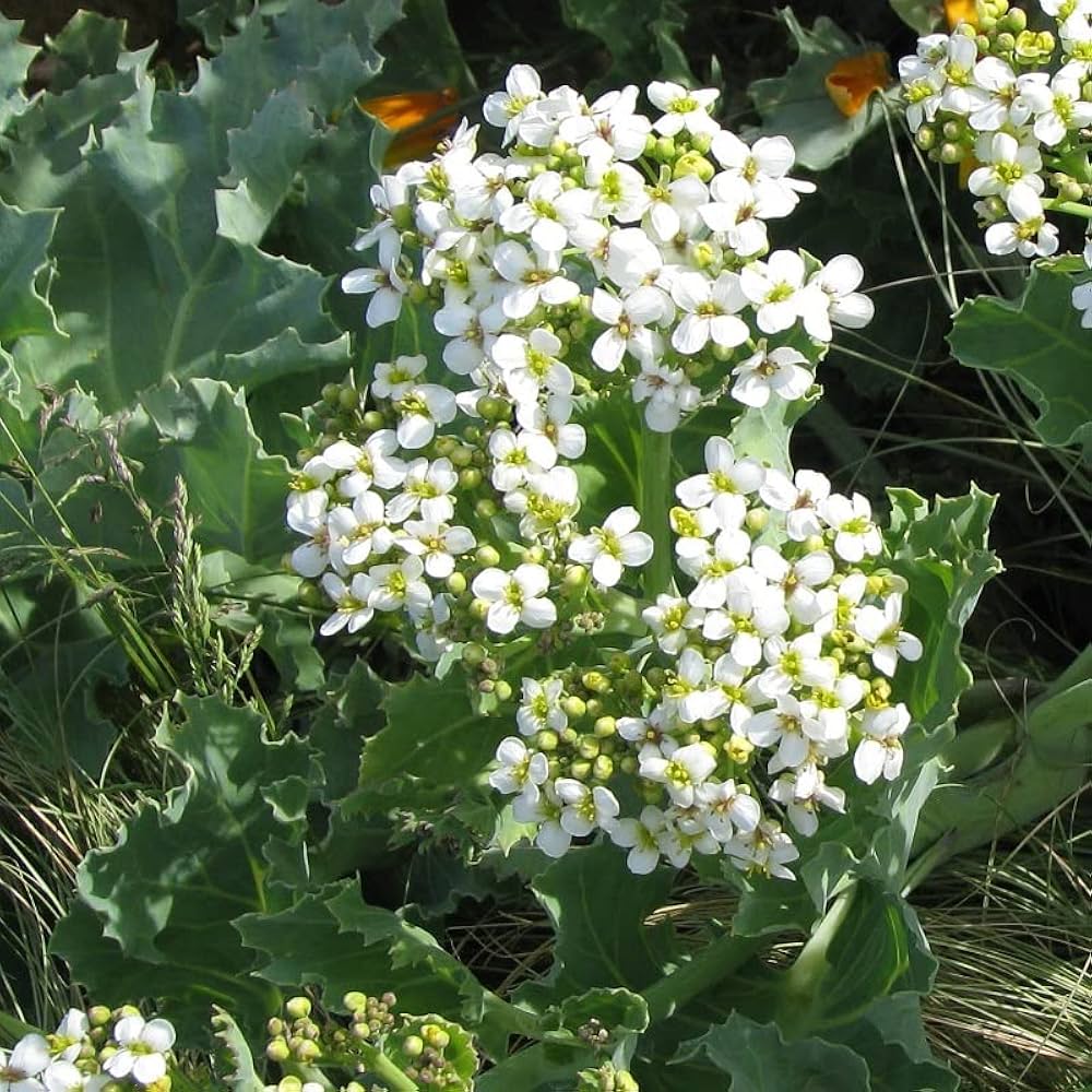 High quality Seakale Flower seeds for Planting Low Maintenance, Heirloom & GMO Free Seeds for Home Garden seeds pack