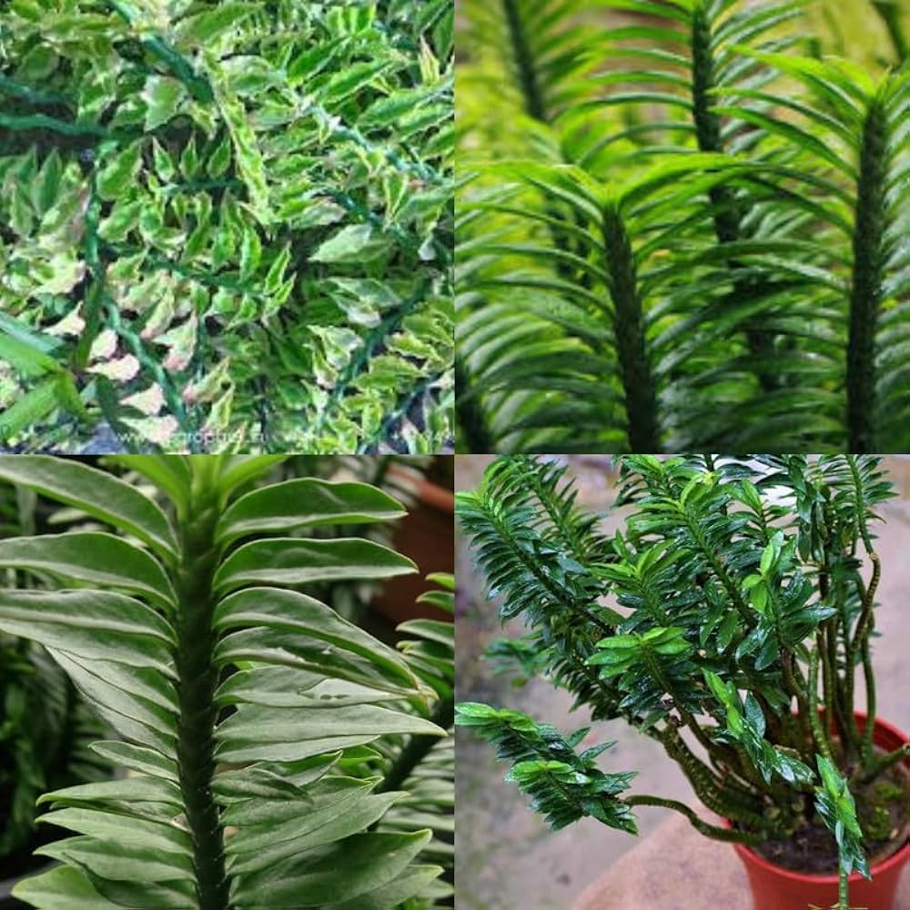 Green Pedilanthus Flower seeds for Planting - Garden Favorite, Heirloom & GMO Free Seeds for Home Garden