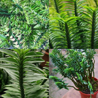 Green Pedilanthus Flower seeds for Planting - Garden Favorite, Heirloom & GMO Free Seeds for Home Garden