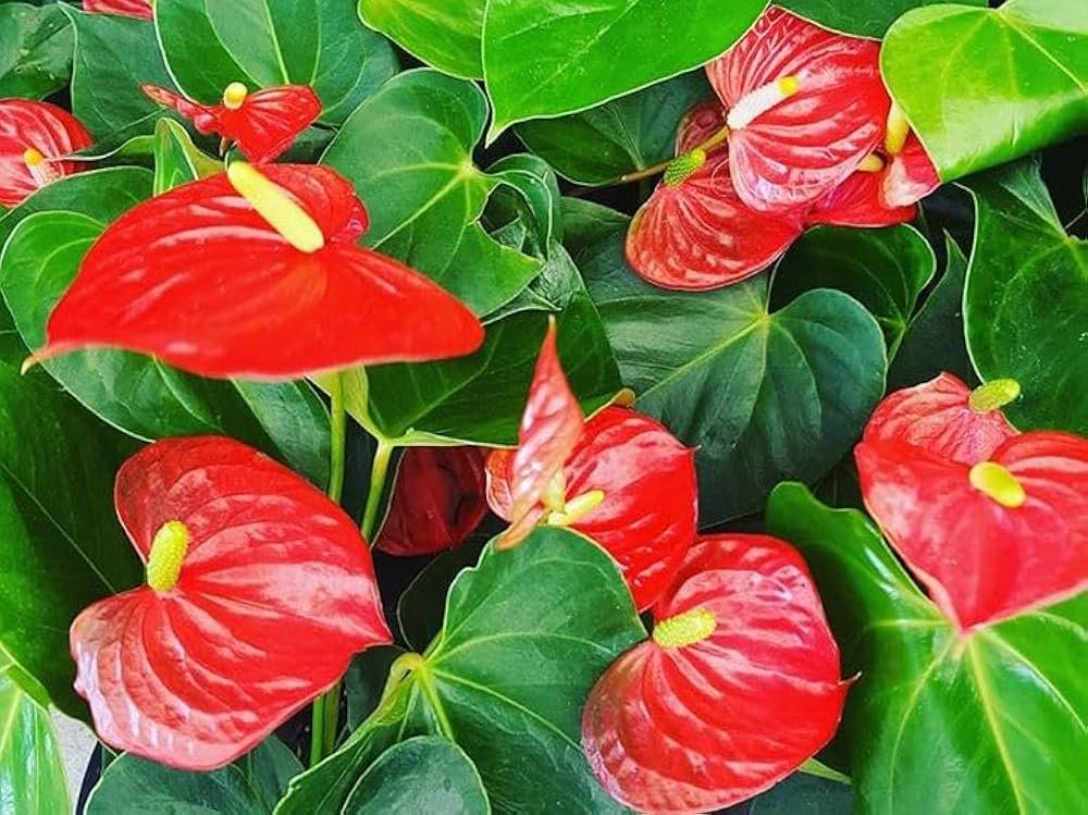 Premium Mixed Anthurium Andraeanum Flower seeds for Planting Bright Blooms, Heirloom & GMO Free Seeds for Home Garden seeds