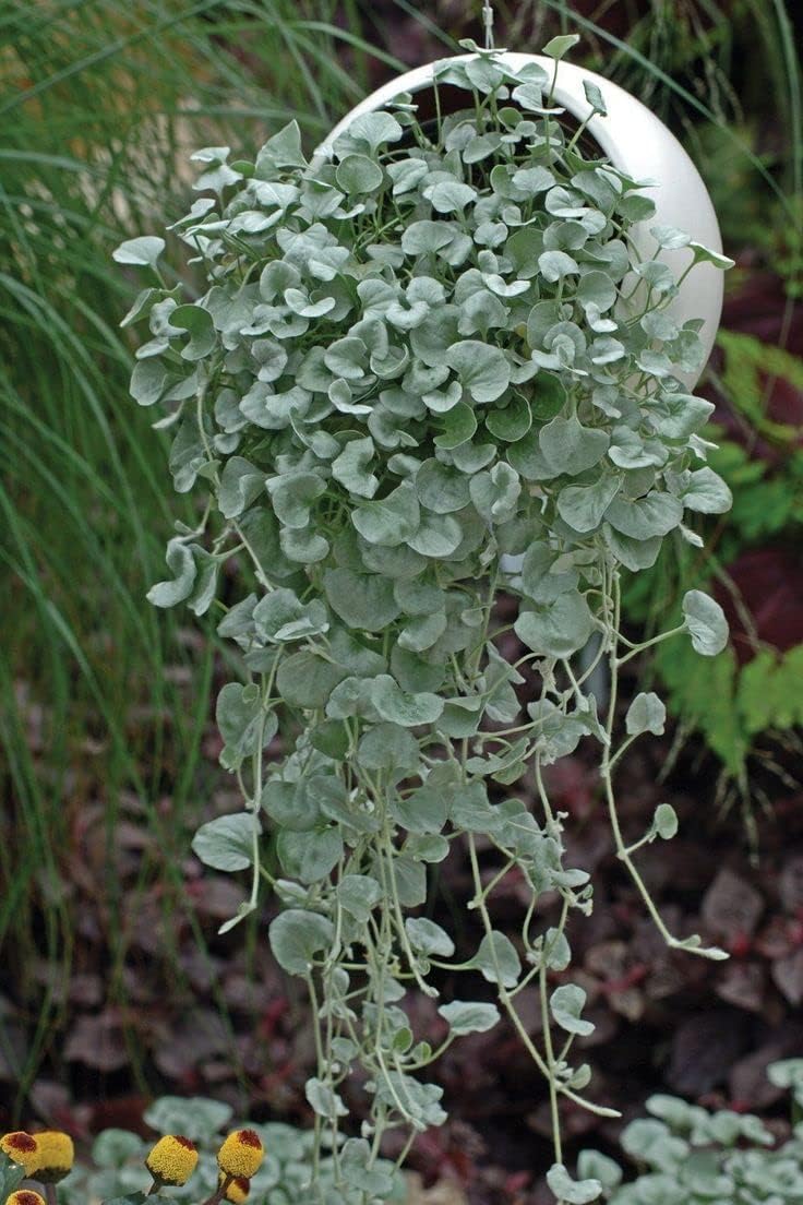 Dichondra Repens Lawn Flower seeds for Planting Garden Favorite, Heirloom & GMO Free Seeds for Home Garden seeds for planting