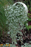 Dichondra Repens Lawn Flower seeds for Planting Garden Favorite, Heirloom & GMO Free Seeds for Home Garden seeds for planting