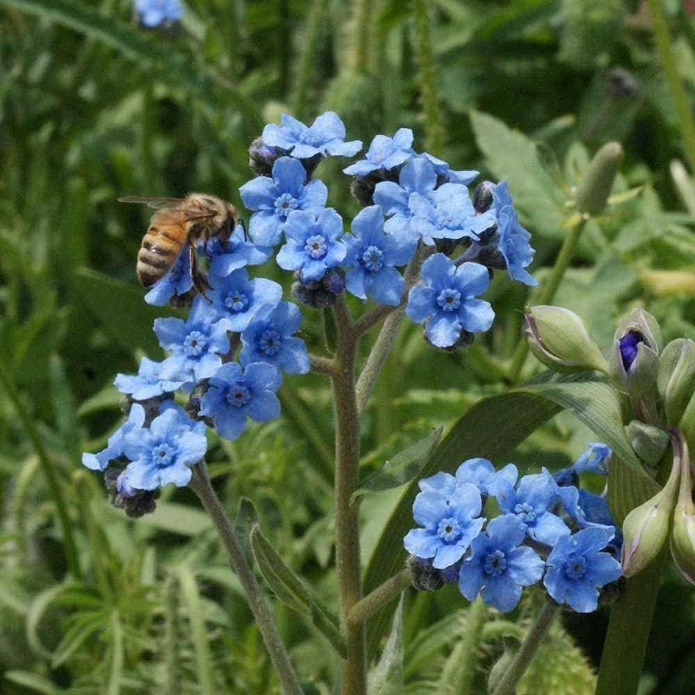 Blue Cynoglossum Flower seeds for Planting Vibrant Colors, Heirloom & GMO Free Seeds for Home Garden vegetable and garden seeds