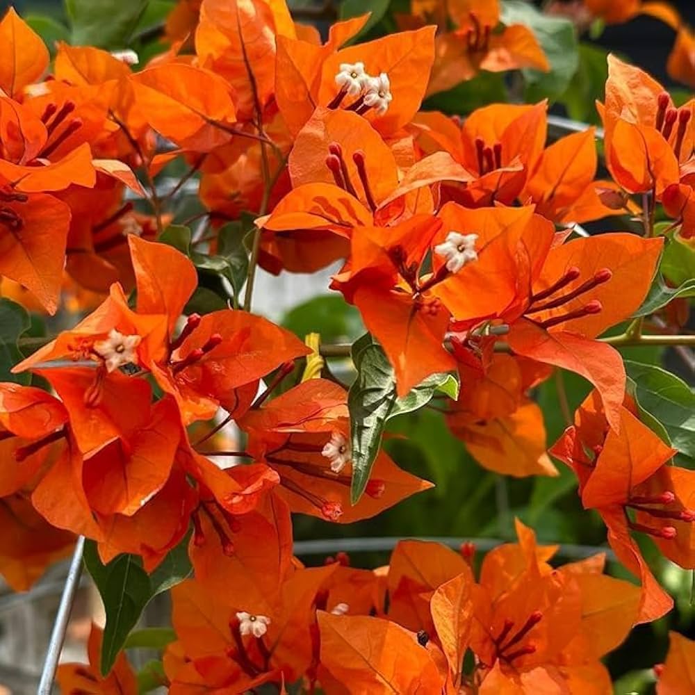 Bougainvillea Orange Flower seeds for Planting Cottage Garden Essential, Heirloom & GMO Free Seeds for Home Garden vegetable and garden seeds