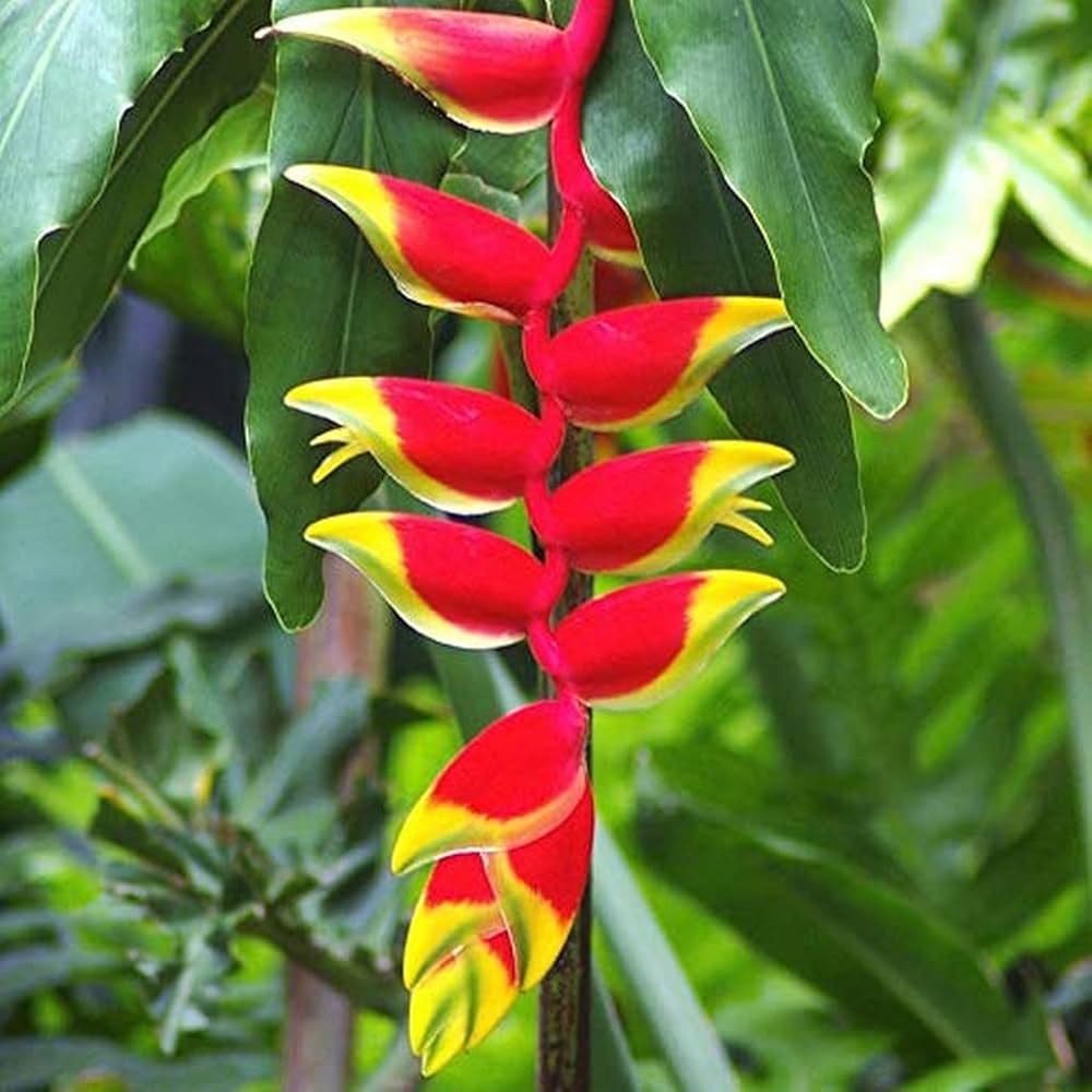 Heliconia Harlingii Flower seeds for Planting Easy to Grow Heirloom & GMO Free Seeds for Home Garden
