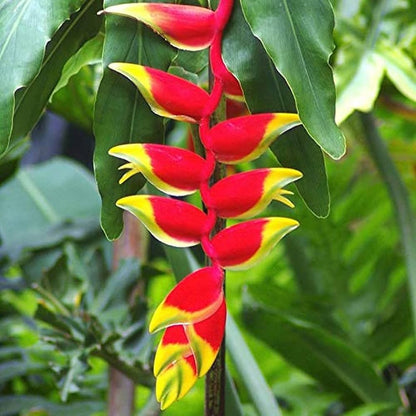 Heliconia Harlingii Flower seeds for Planting Easy to Grow Heirloom & GMO Free Seeds for Home Garden