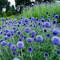 Echinops Ritro Flower seeds for Planting Compact Growth, Heirloom & GMO Free Seeds for Home Garden seeds for planting