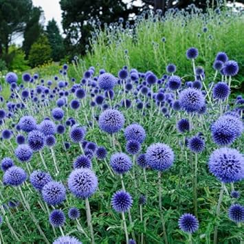Echinops Ritro Flower seeds for Planting Compact Growth, Heirloom & GMO Free Seeds for Home Garden seeds for planting
