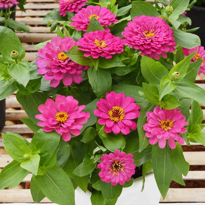Zinnia Flower Seeds Pink Planting Pack