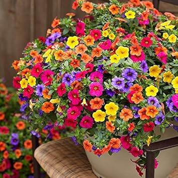 Heirloom Calibrachoa Flower seeds for Planting Garden Favorite Heirloom & GMO Free Seeds for Home Garden 
 
 Sale for planting in home garden