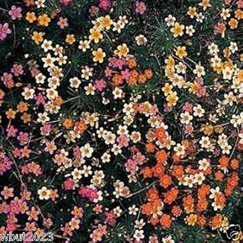High quality Mix Leptosiphon Flower seeds for Planting Low Maintenance, Heirloom & GMO Free Seeds for Home Garden seeds pack