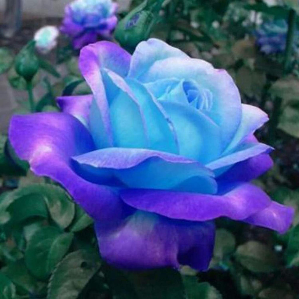 Gold Rose Flower seeds for Planting Wildflower Mix, Heirloom & GMO Free Seeds for Home Garden vegetable and garden seeds
