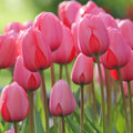 Tulip Pink Flower seeds for Planting Hardy Variety, Heirloom & GMO Free Seeds for Home Garden seeds for planting