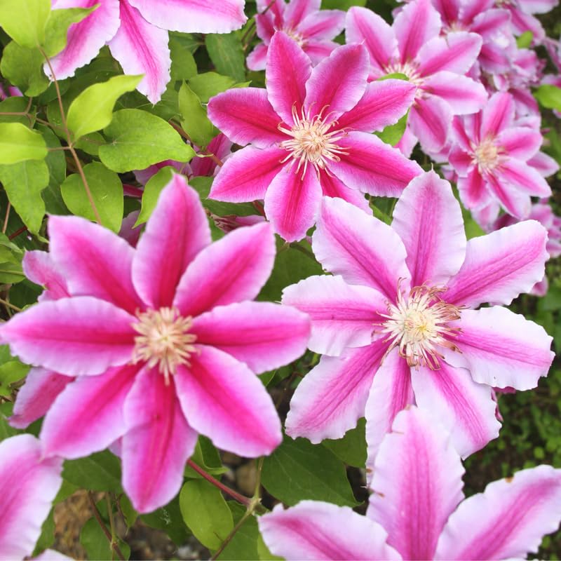 Perennial Vine Climbing Flower seeds for Planting - Cottage Garden Essential, Heirloom & GMO Free Seeds for Home Garden