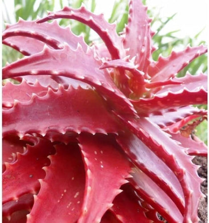 Aloe Cameron Seeds For Planting Mixed - Unique & Diverse Plants
