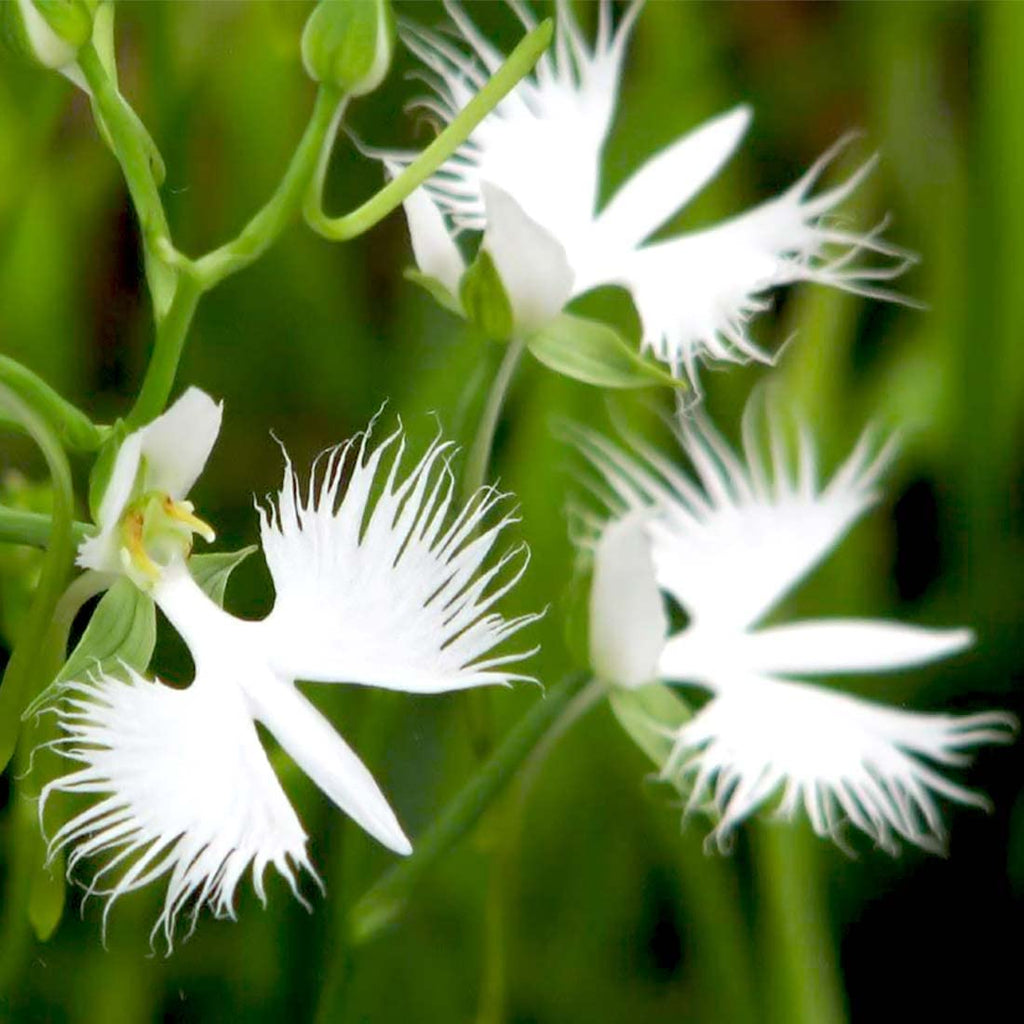 Dove Orchid Flower seeds for Planting Compact Growth, Heirloom & GMO Free Seeds for Home Garden vegetable and garden seeds