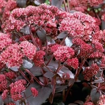Pink Telephium Flower seeds for Planting Garden Favorite, Heirloom & GMO Free Seeds for Home Garden seeds for planting