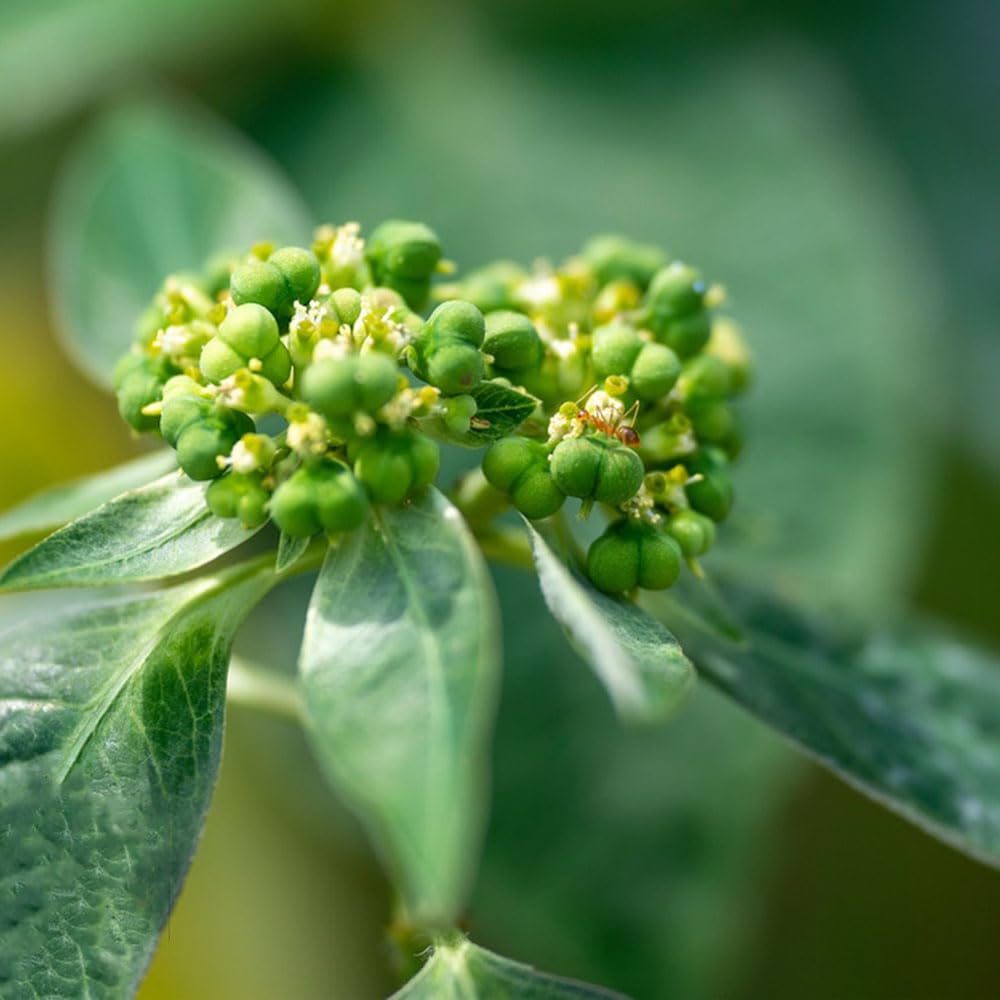 Jiaogulan Flower seeds for Planting - Vibrant Colors, Heirloom & GMO Free Seeds for Home Garden