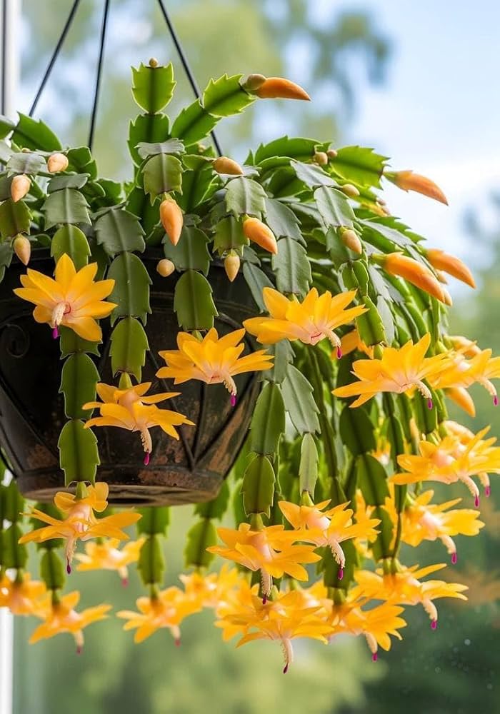 Premium Yellow Schlumbergera Flower seeds for Planting Garden Favorite, Heirloom & GMO Free Seeds for Home Garden seeds