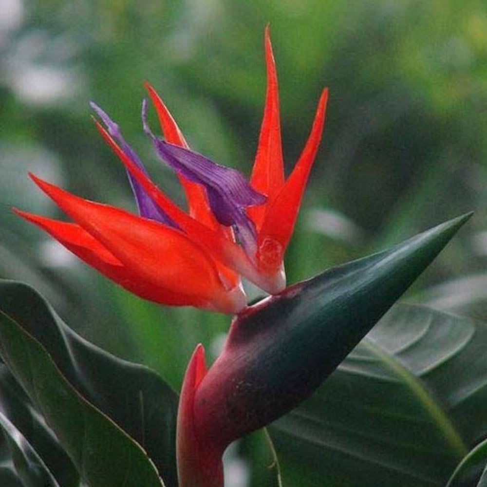 Red Strelitzia Reginae Flower seeds for Planting Hardy Variety Heirloom & GMO Free Seeds for Home Garden